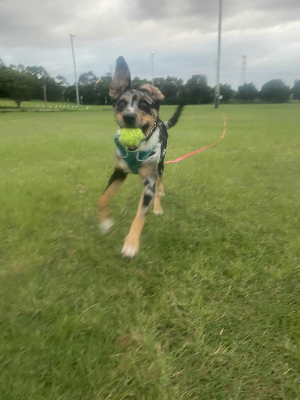 Ruffwear Dog Harnesses Shop at Canine Spirit Australia