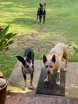 Organic Beef Pancreas