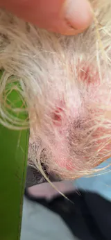 Allergy Support Bundle