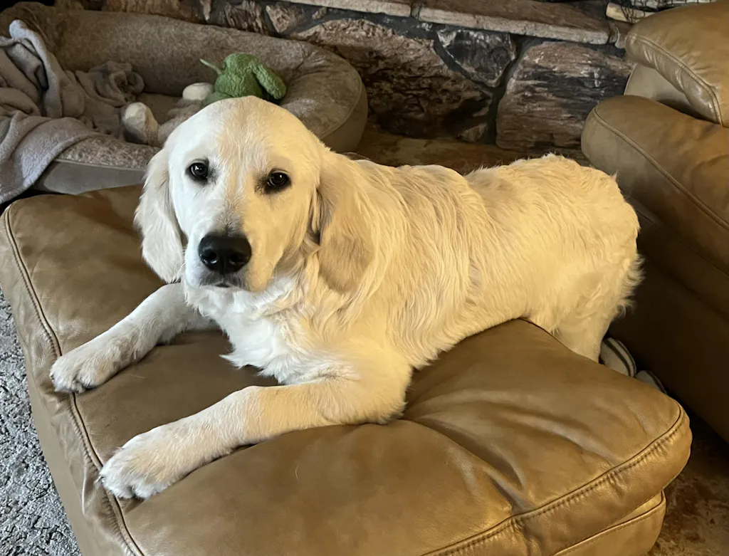 Karen and her young retriever