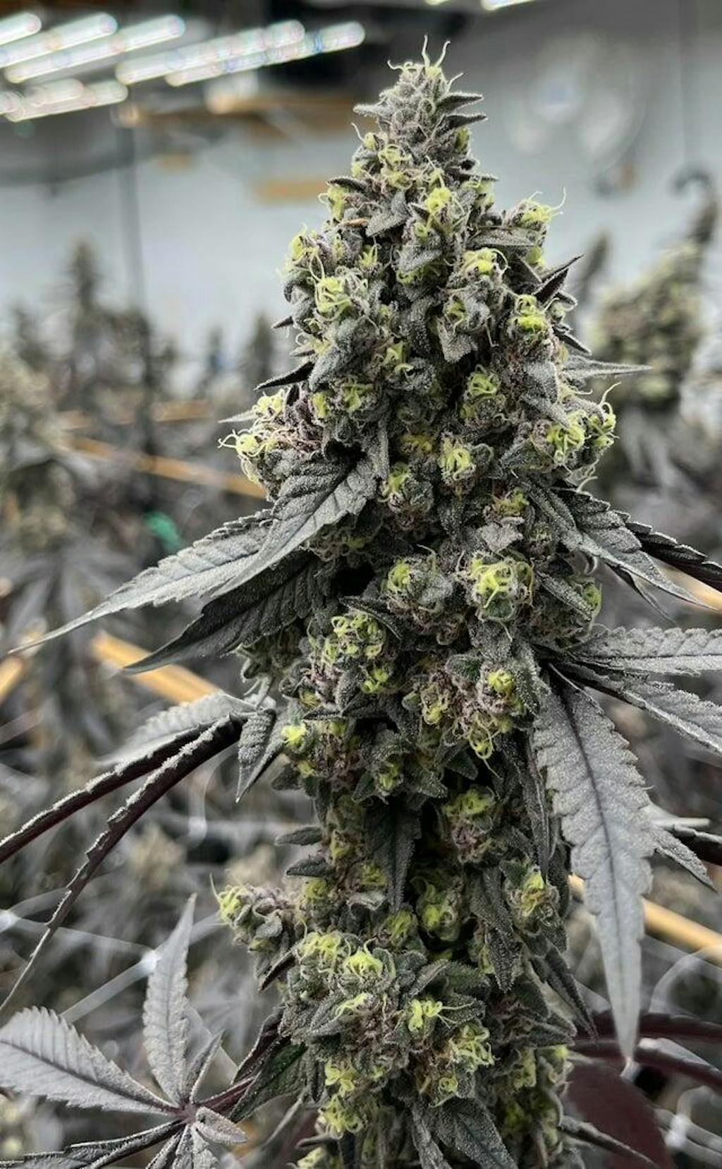 Gush Mints Seeds Seed To Soul Cannabis Seeds