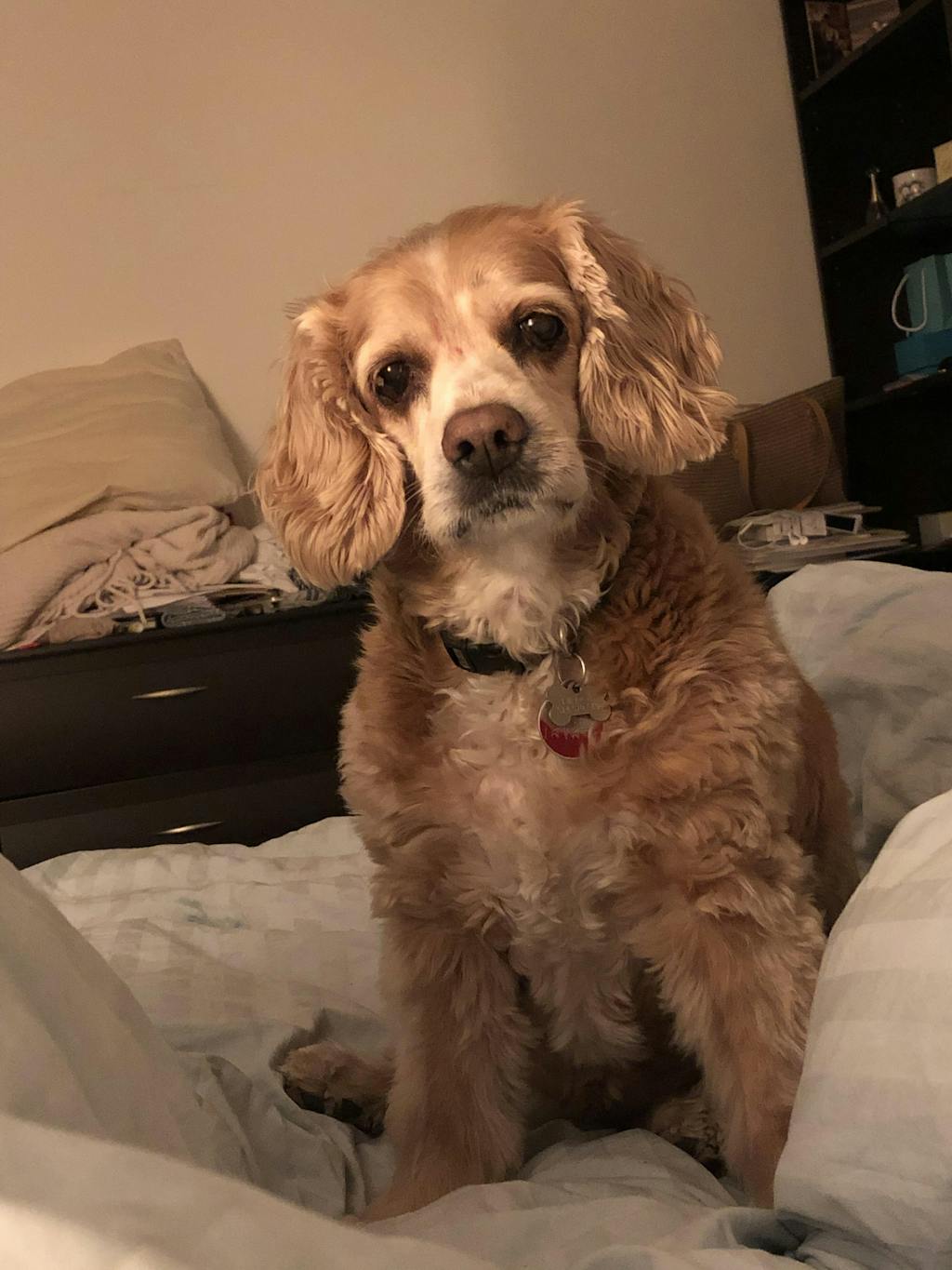 CB2™ DogEase Hemp Seed Oil >>> Organic Hemp CB2 oil for dogs Cannanda