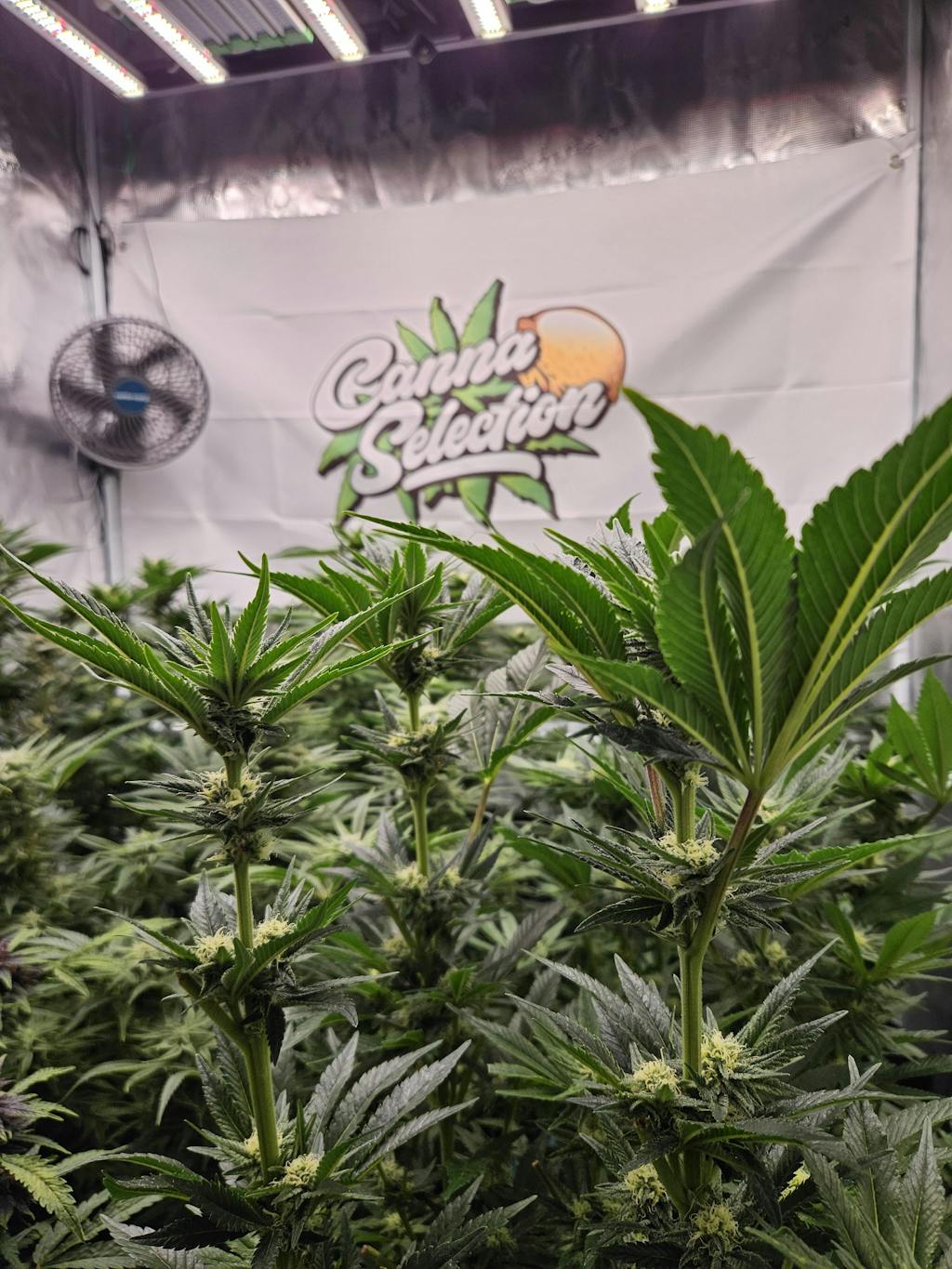 Starterset Organic Line