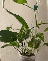 Epipremnum pinnatum albo – Thai Exotic Greenery