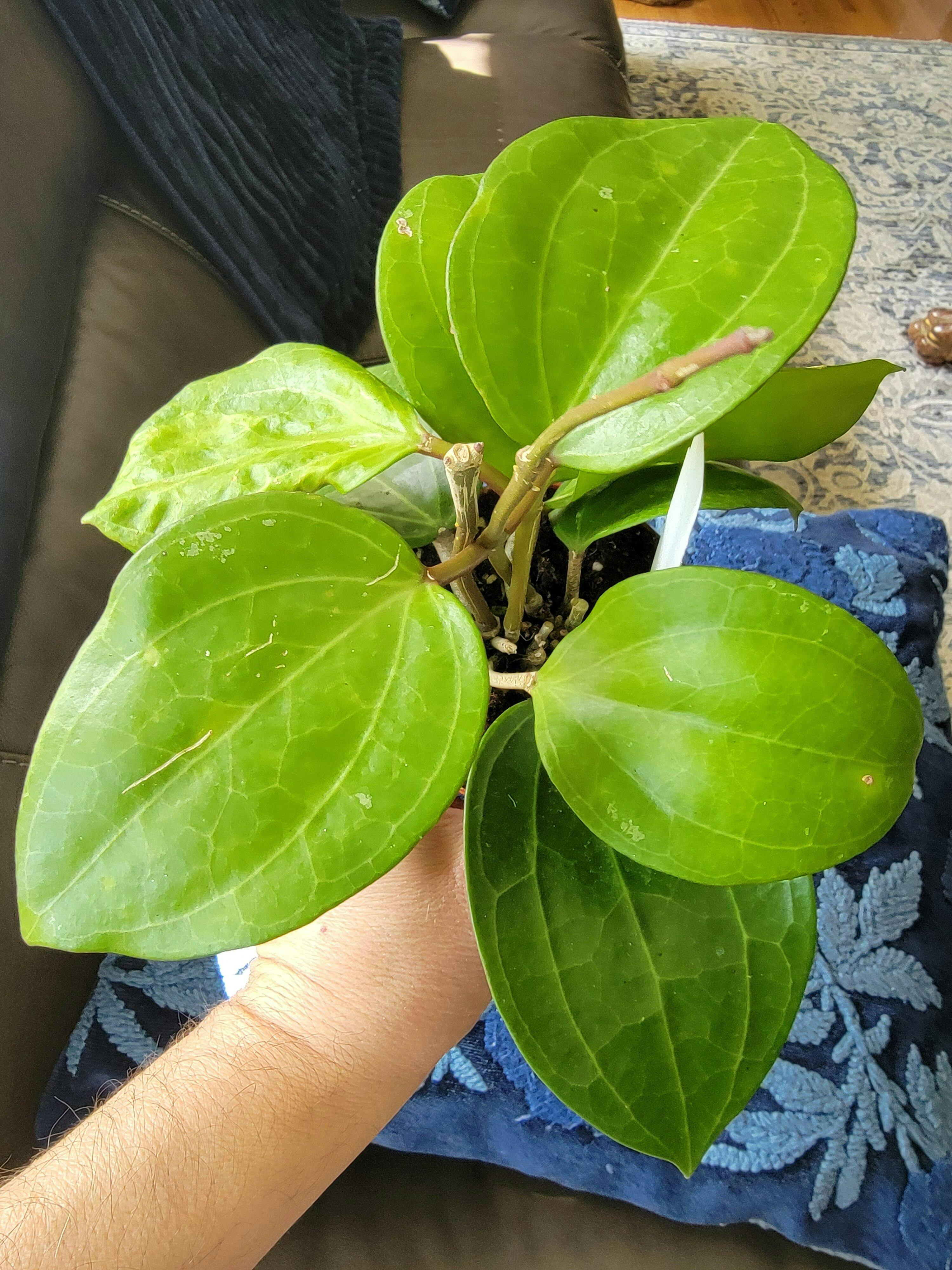 観葉ホヤ　珍種　Hoya sulawesi GPS 8867 サクララン 大苗 観葉ホヤ 珍種 Hoya sulawesi GPS 8867 サクララン 大苗 夏