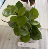 その他観葉植物 Hoya Carnosa 'Amore' 4