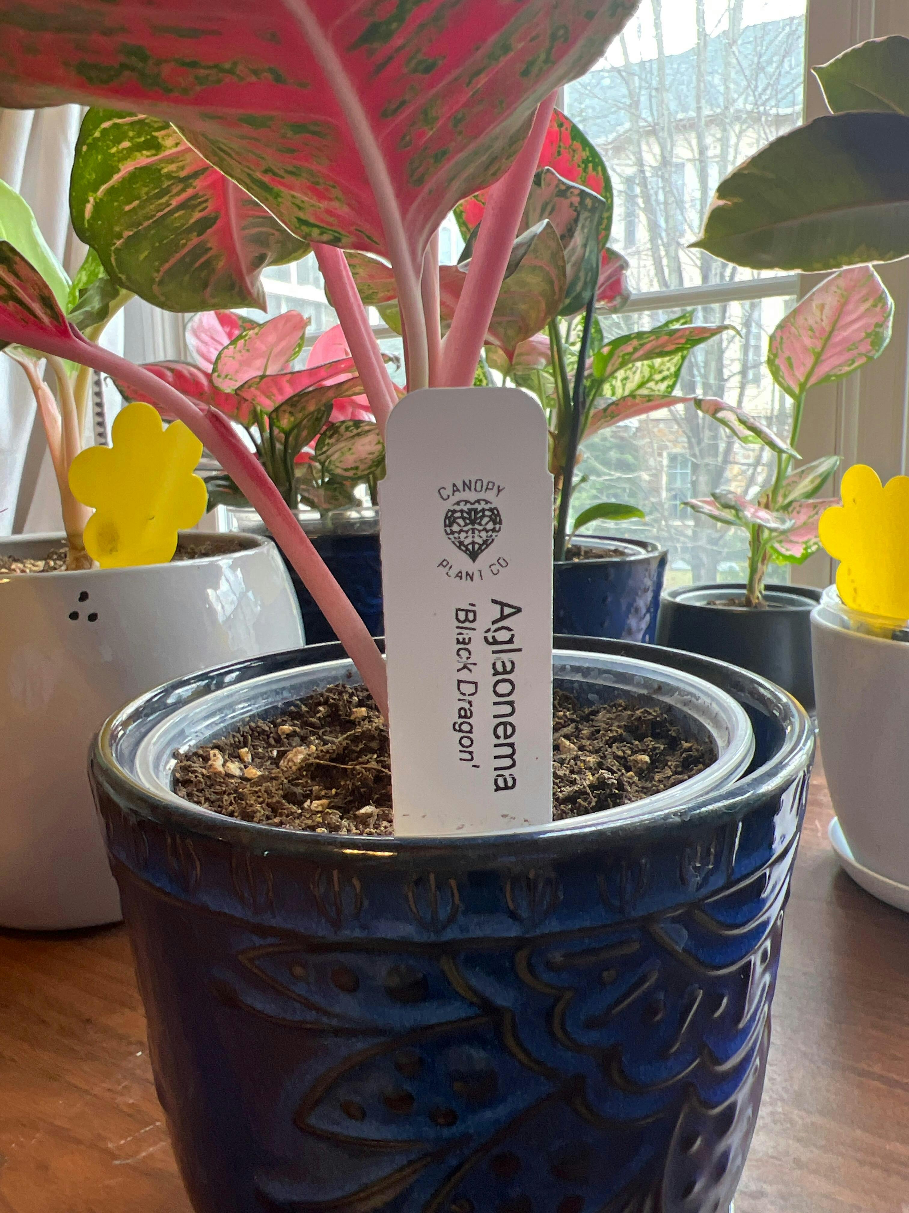 4” Aglaonema 'Black Dragon' – Canopy Plant Co.