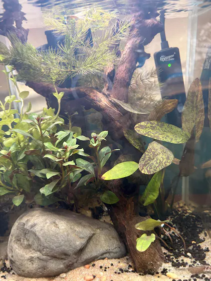 Florida Bundle Aquarium Plant Pack – 25 Stems, 6 Types – Canton