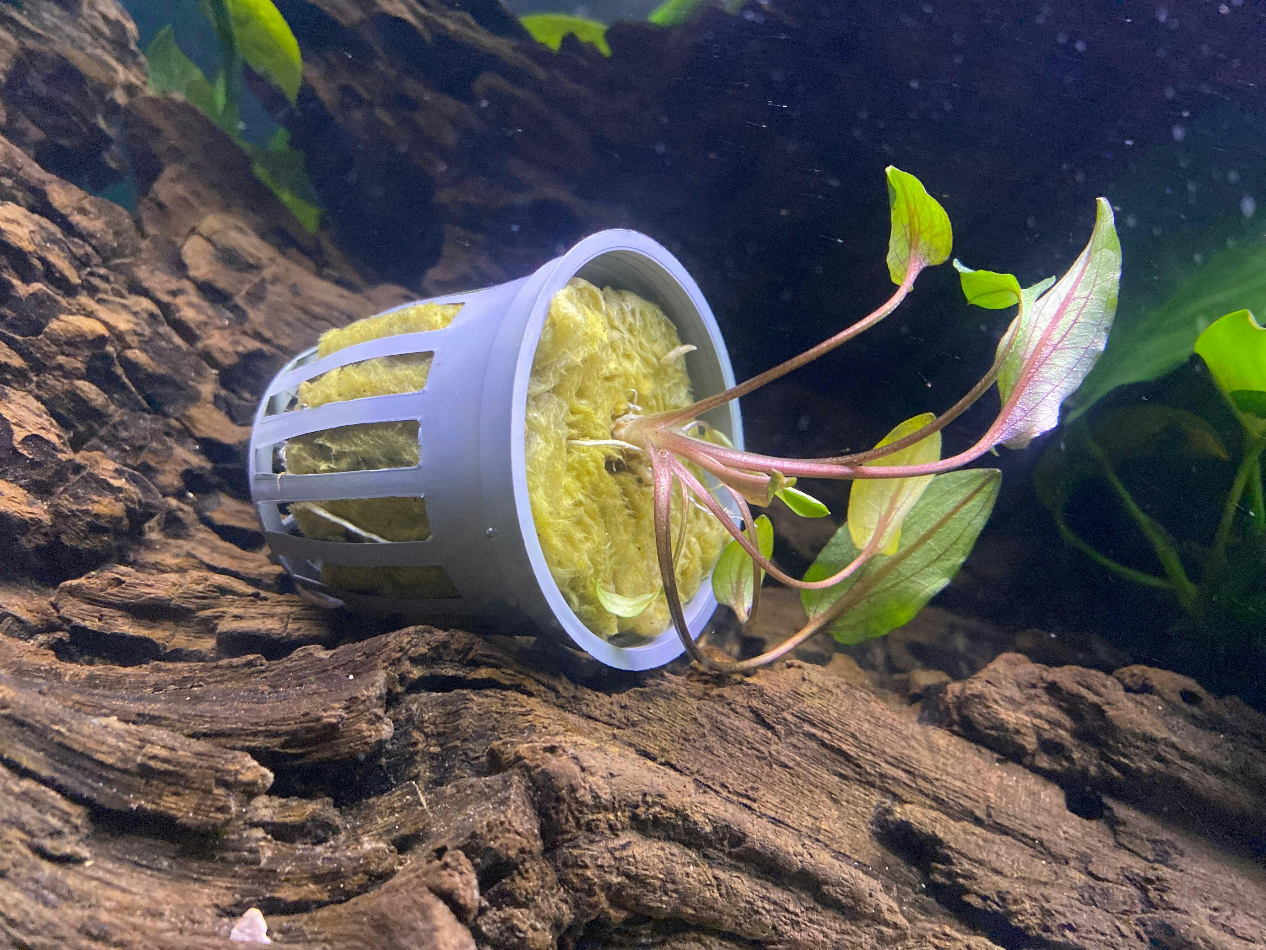 Aquarium【Silver925+ロジウムコーティング】 Cryptocoryne Becketii 'Petchii' | Live Aquarium Plant – Canton