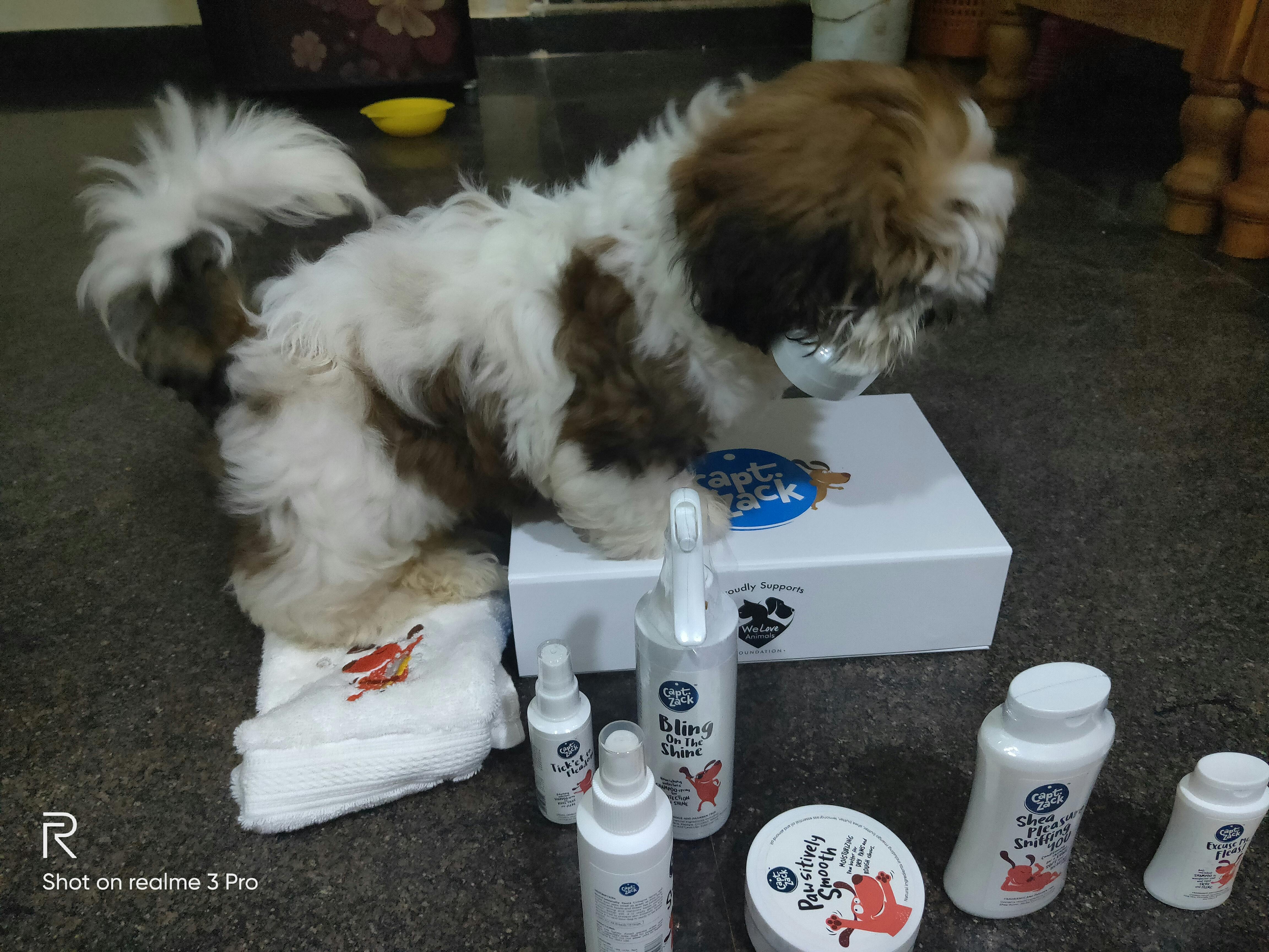 shih tzu grooming kit