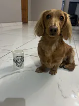 Pet Portrait Pencil Holder