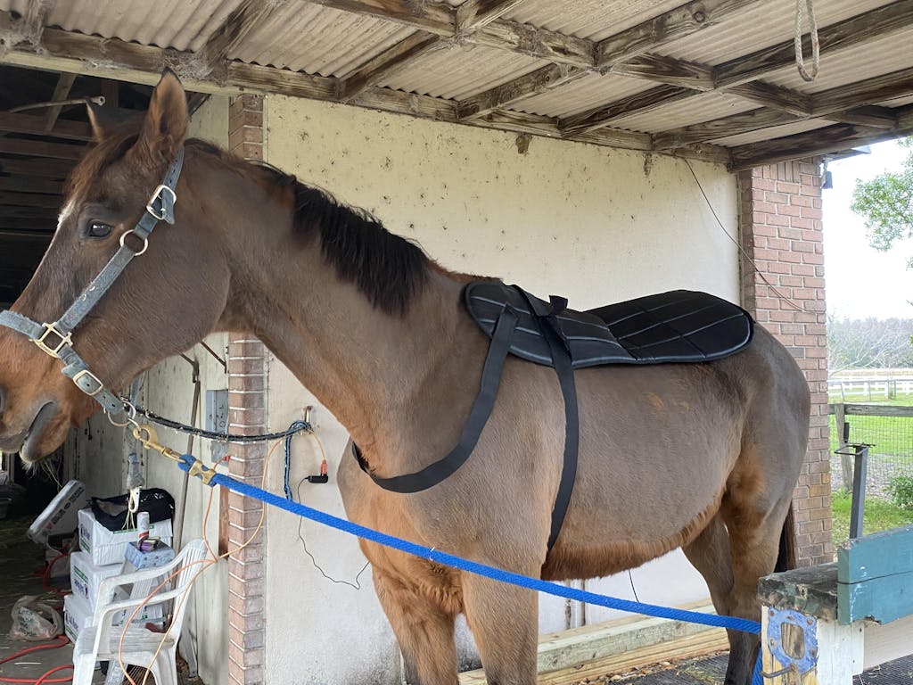 OMI PEMF Horse Blanket Revolutionizing Equine Wellness and Performance