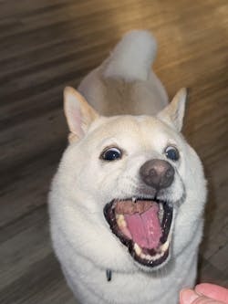 Carnivore Bites - Ground Elk