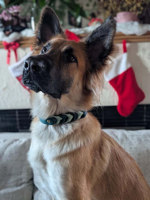 Carnivore Chips - Large Shrimp