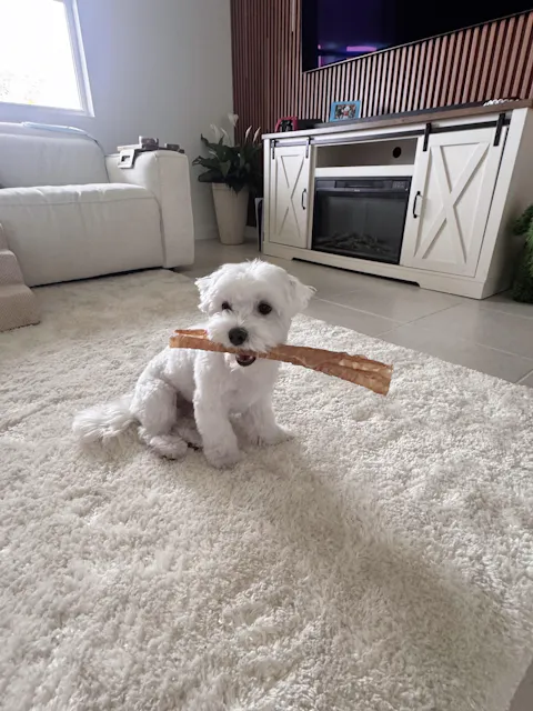 12 Inch Beef Trachea