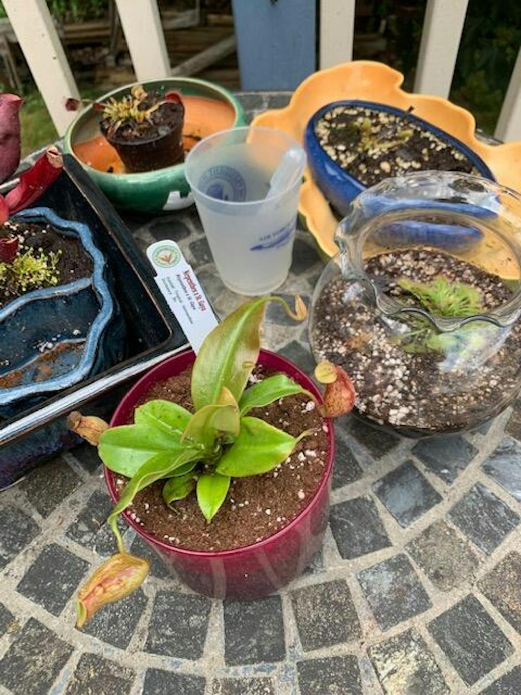 Nepenthes x St. Gaya Pitcher Plant Carnivorous Plant Nursery