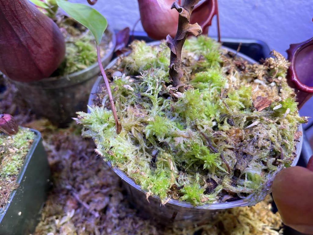 Live Sphagnum Moss For Sale Carnivorous Plants Nursery