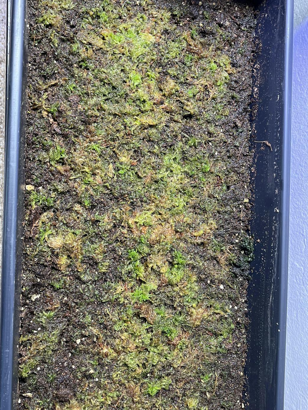 Live Sphagnum Moss For Sale Carnivorous Plants Nursery