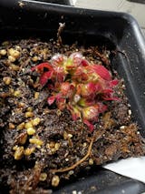 Cephalotus Follicularis for Sale | Albany Pitcher Plant