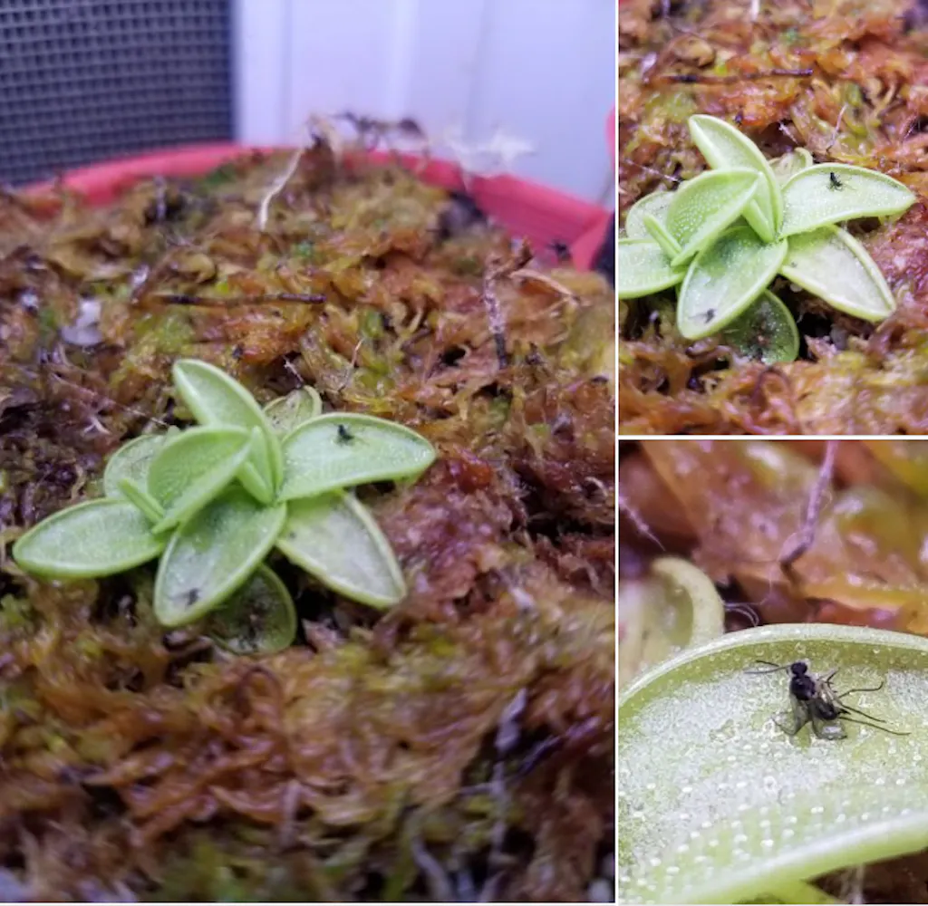early-butterwort