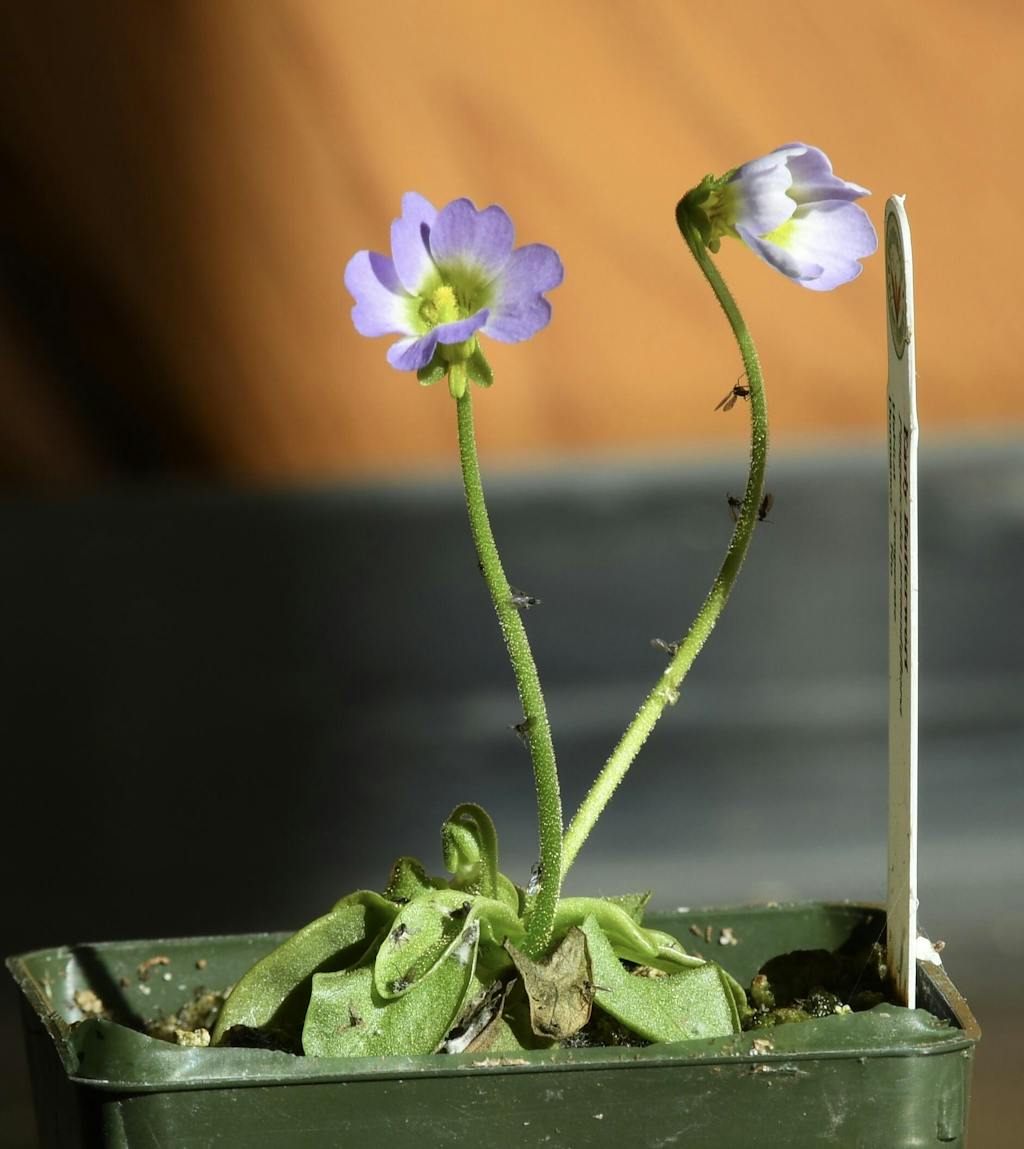 Early Butterwort