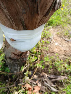 Review picture