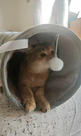 2 in 1 Interactive Cat Tunnel Bed