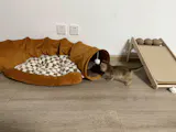2 in 1 Interactive Cat Tunnel Bed