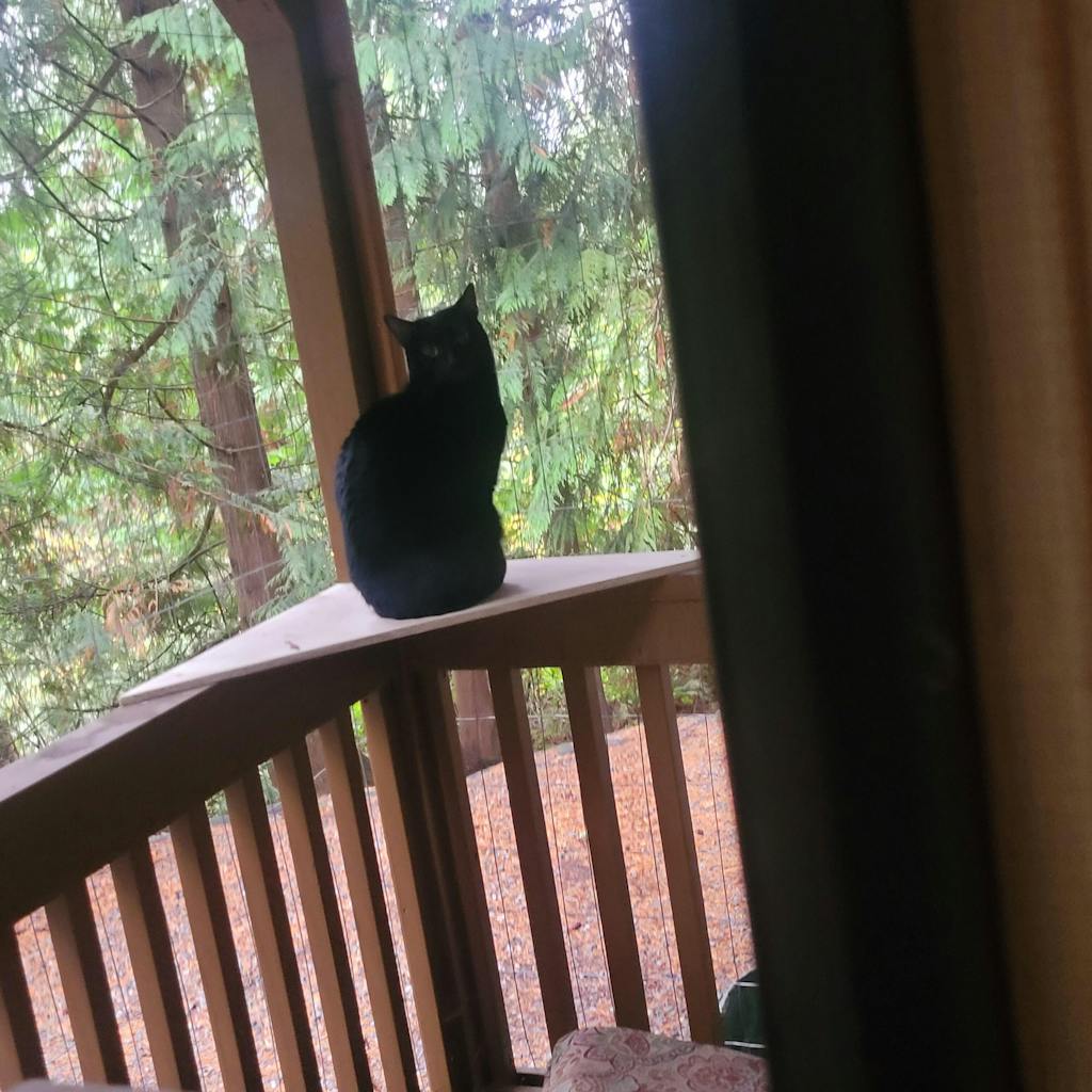 Cat Flap Fever Reviews The Original Cat Door Window Insert Cat Flap