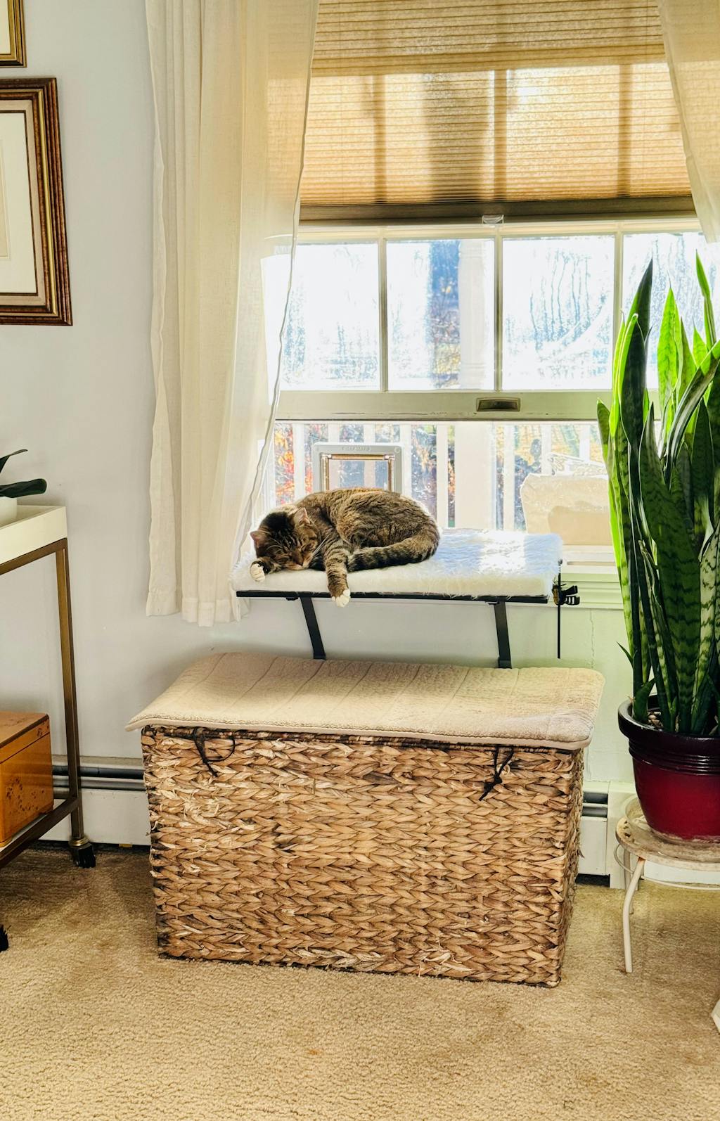 Cat Flap Fever Reviews The Original Cat Door Window Insert Cat Flap