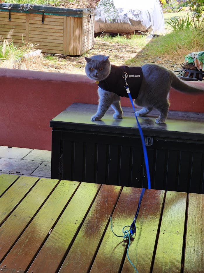 Cat Harness Australia Escape Proof Cat Harness