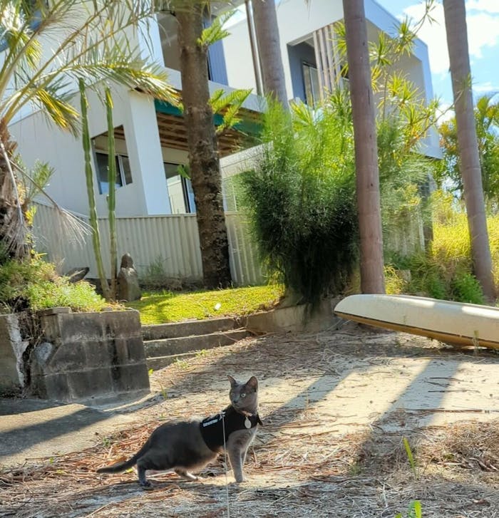 Cat Harness Australia Escape Proof Cat Harness