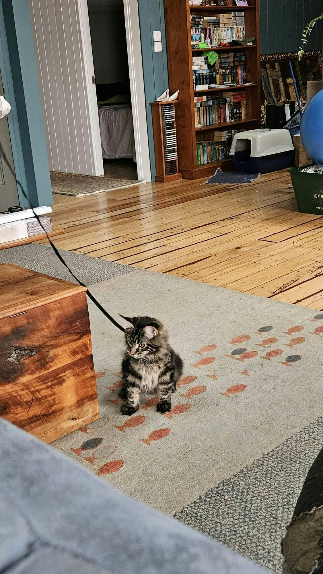 Catventure Escape Proof Cat Harness Black