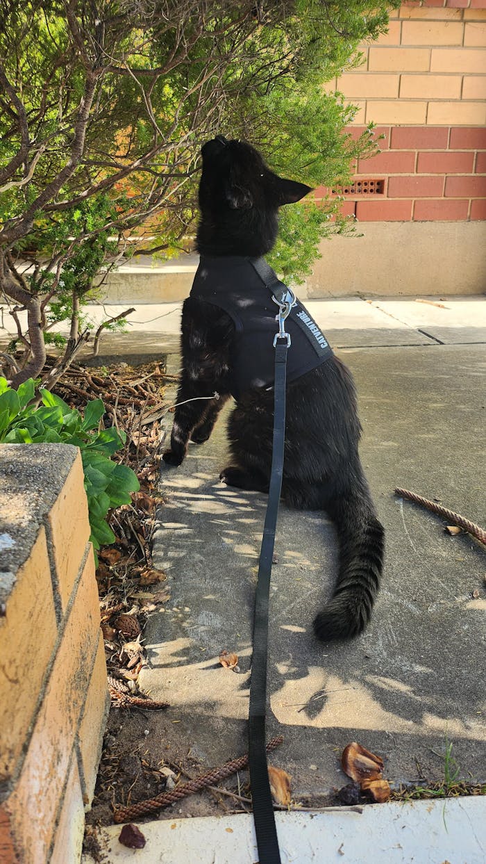 Cat Harness Australia Escape Proof Cat Harness