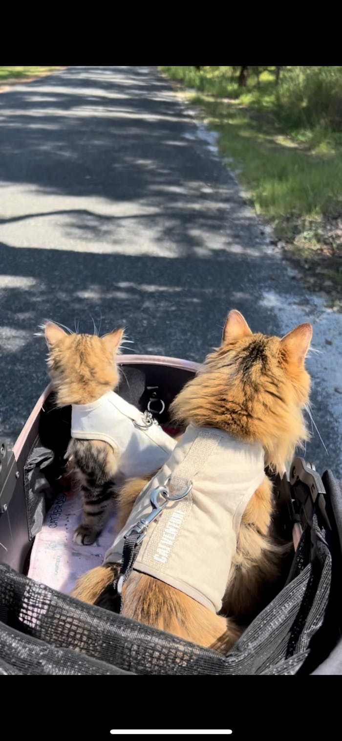 Cat Harness Australia Escape Proof Cat Harness