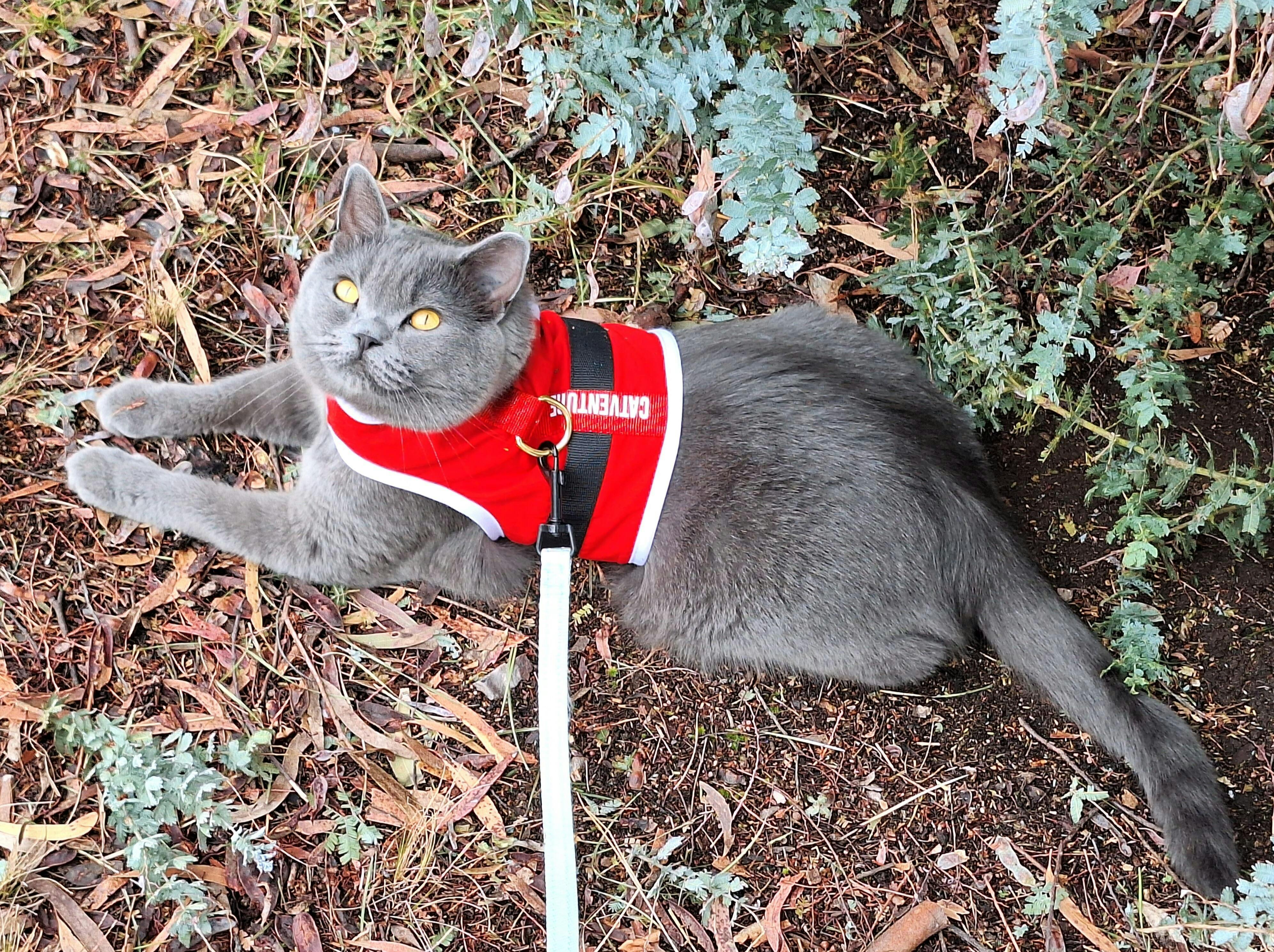 Emotional support cat harness best sale