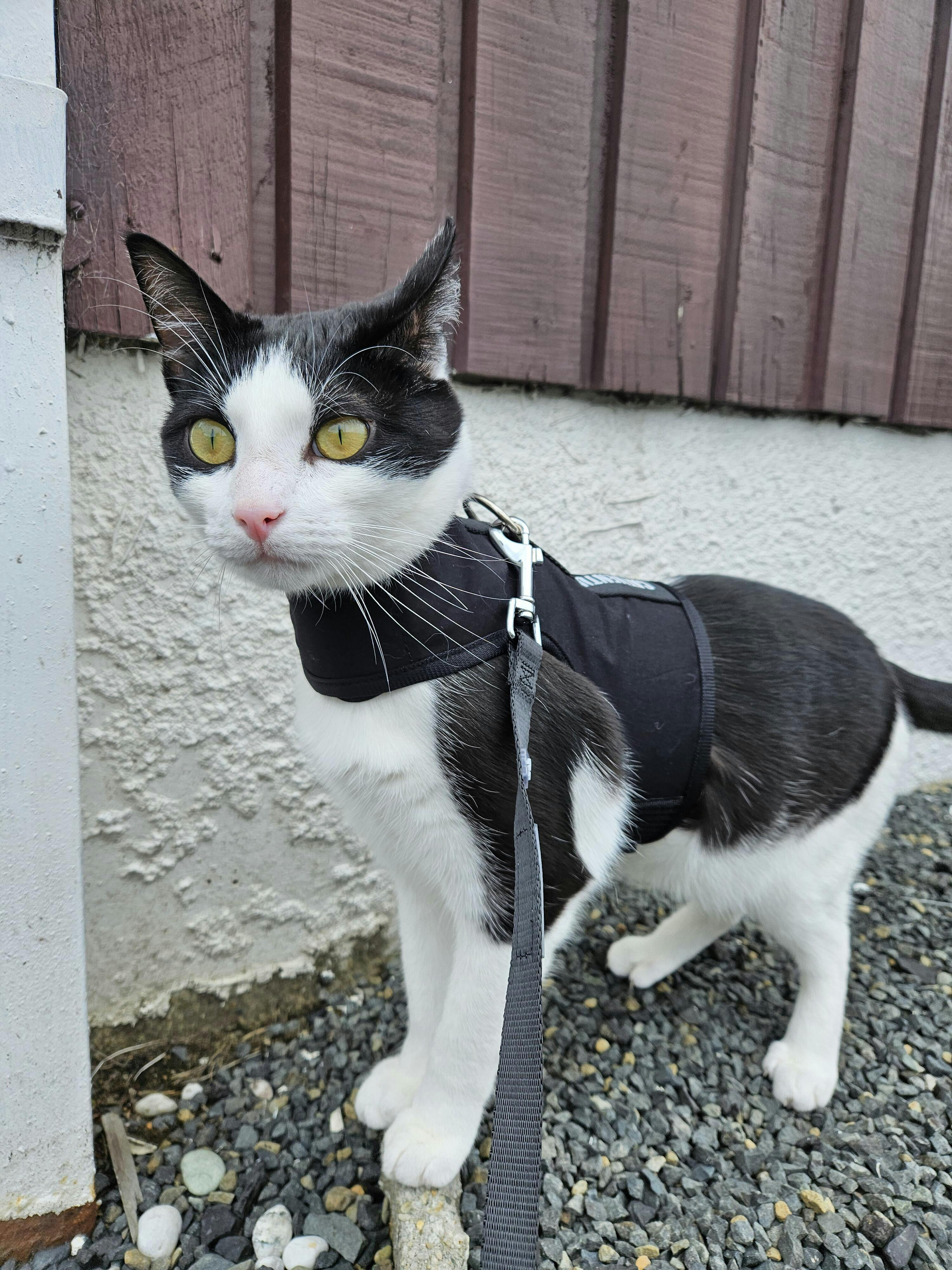 Catventure Starter Pack Cat Harness Australia