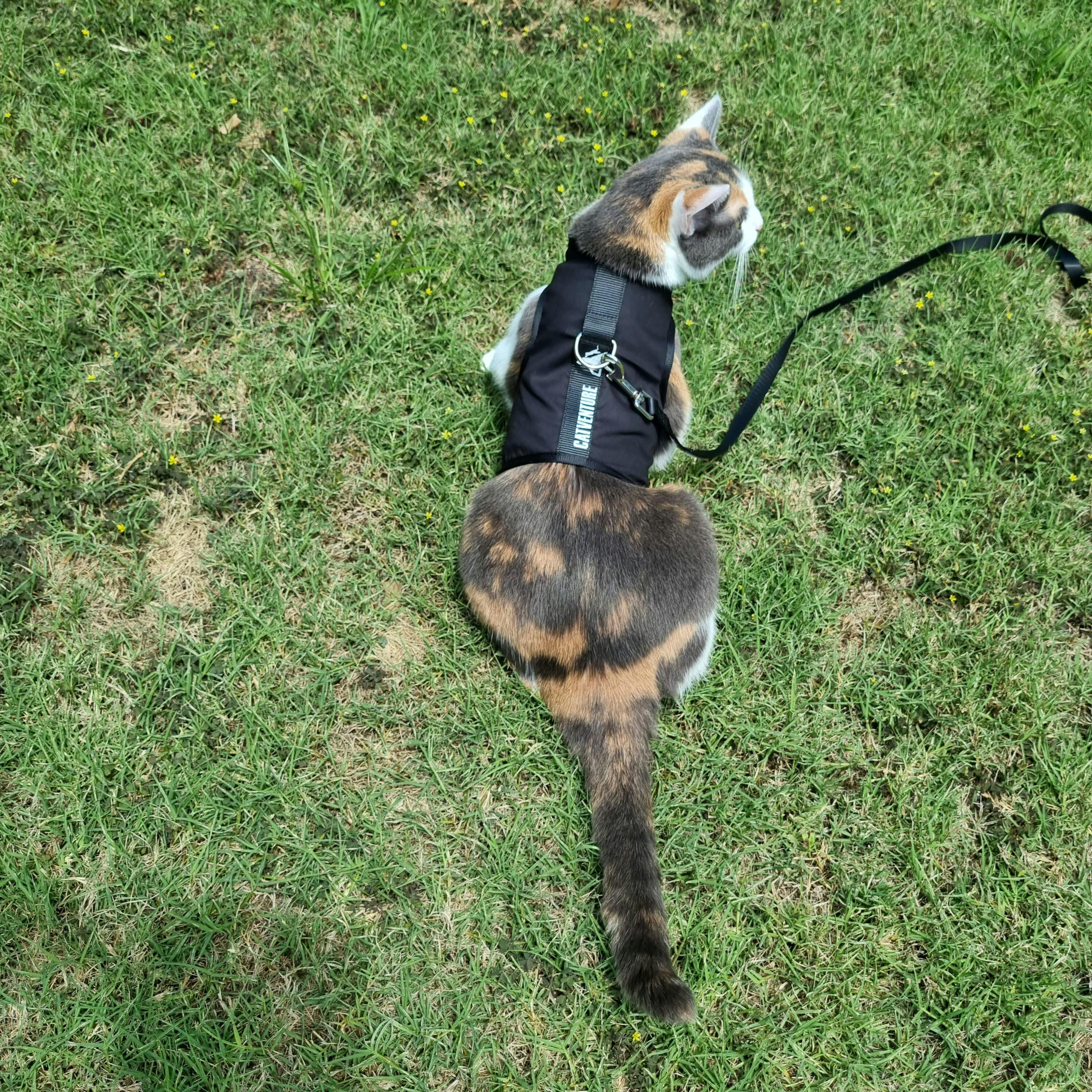 Catventure Starter Pack Cat Harness Australia