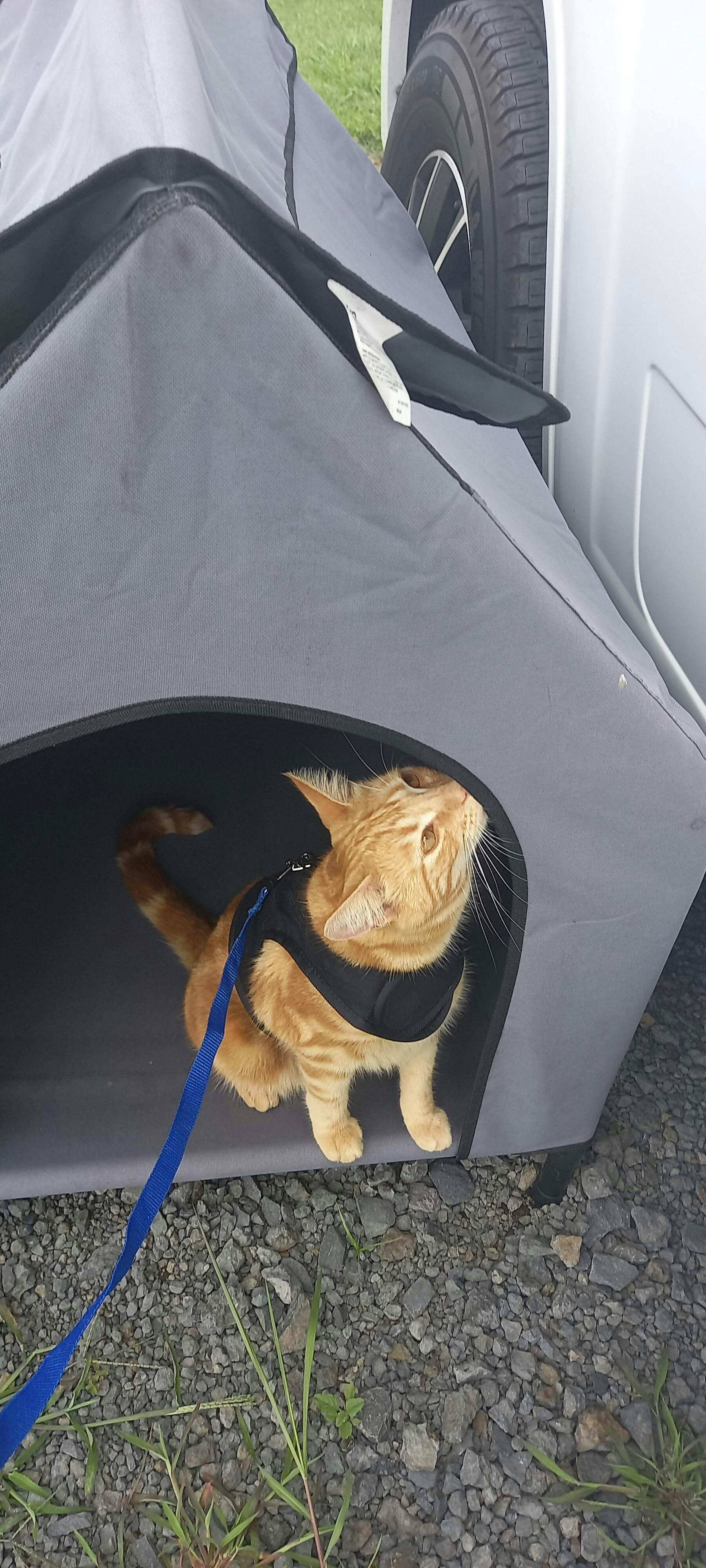 Catventure Escape Proof Cat Harness Bone
