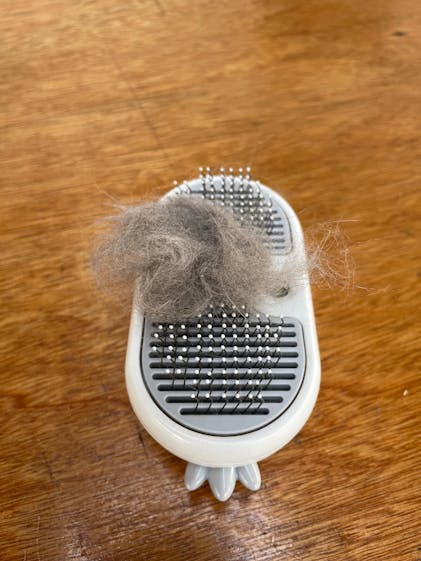 Cat Slicker Brush with Steam – Cat Harness Australia