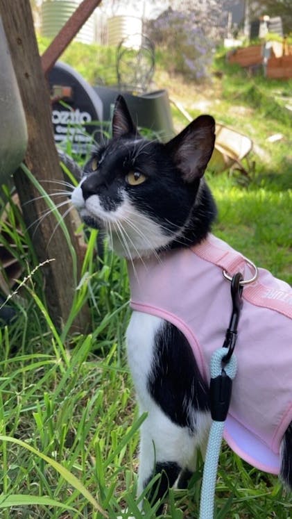 Catventure Escape Proof Cat Harness Balu Blue – Cat Harness