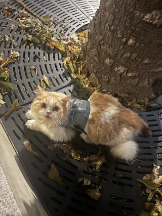 Catventure - Escape Proof Cat Harness - Lilac