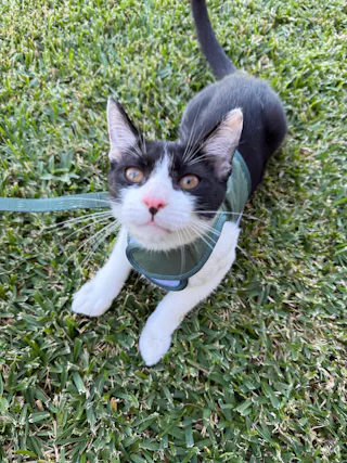 Catventure - Escape Proof Cat Harness - Lilac