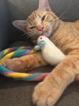 Catch a Mouse by the Tail - Wool Cat Toy