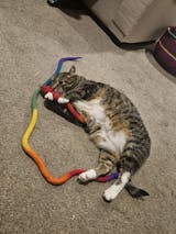 Catch a Mouse by the Tail - Wool Cat Toy
