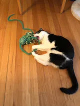 Ink Floyd - A Wool Octopus Toy for Cats