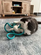 Ink Floyd - A Wool Octopus Toy for Cats