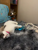 Ink Floyd - A Wool Octopus Toy for Cats