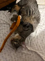 Play with Kurt!