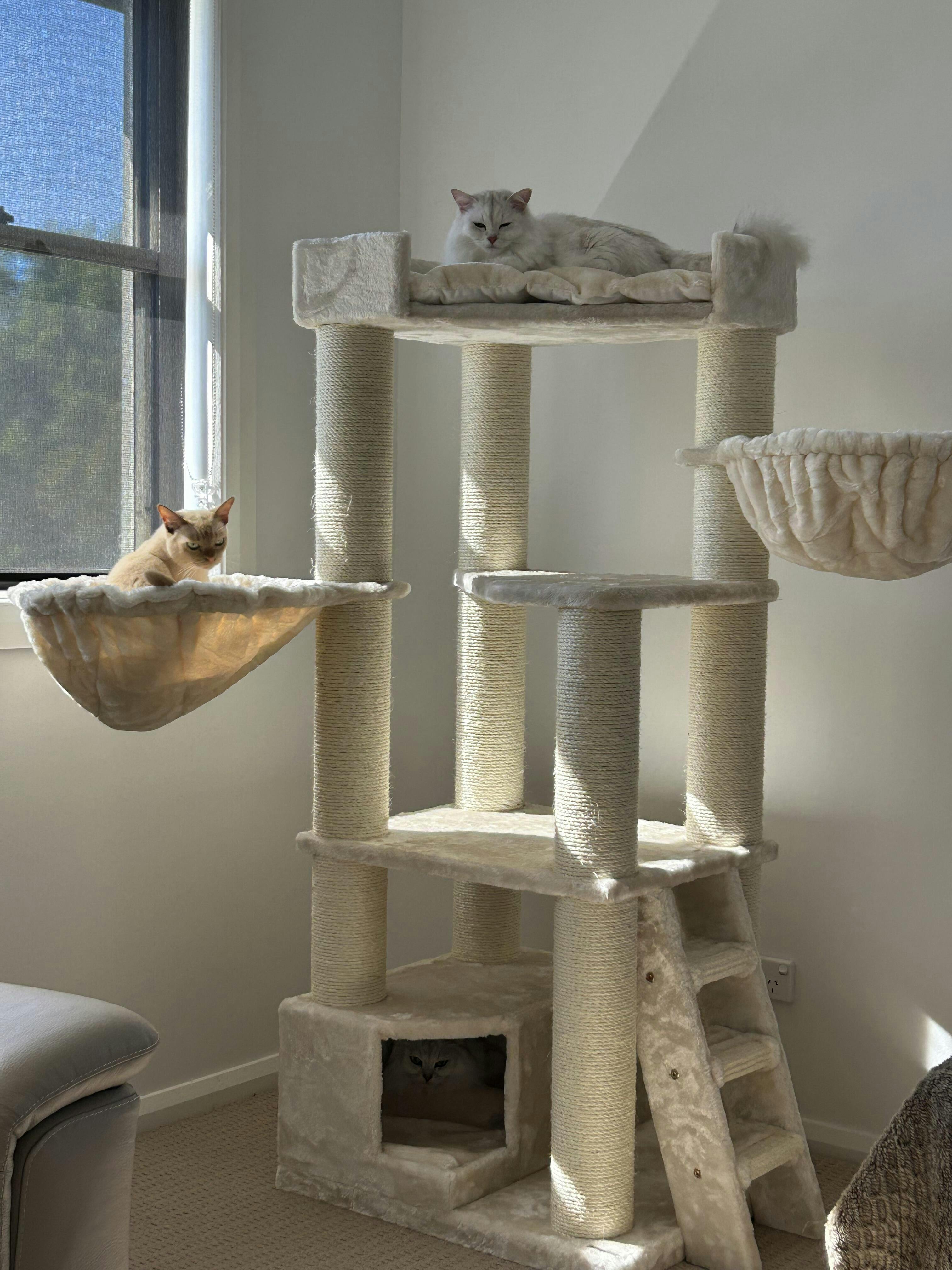 Cat Tree for large cats Corner Cat XXL (Beige) CatTreeKing Australia